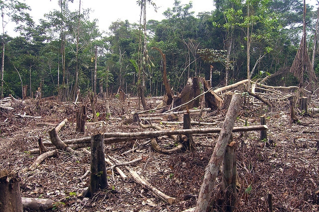 Odlesňovanie v Amazonskom pralese.