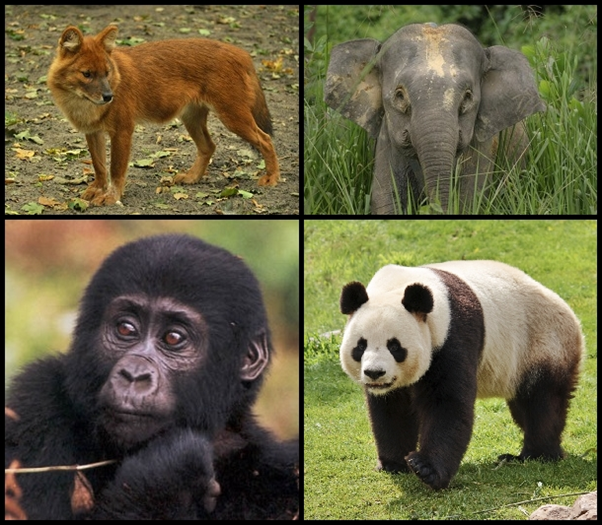 Zvieratá ohrozené odlesňovaním