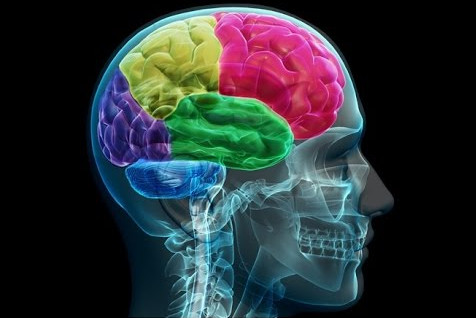 brain and intelligence