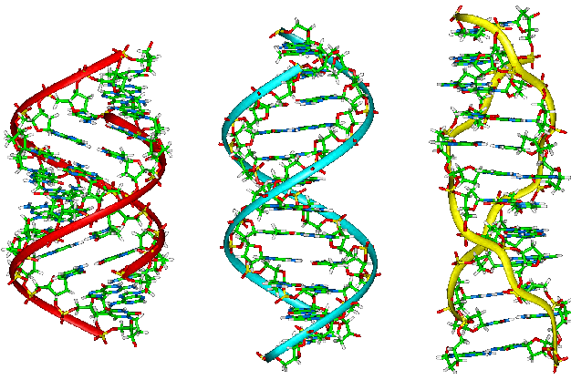 Štruktúra DNA